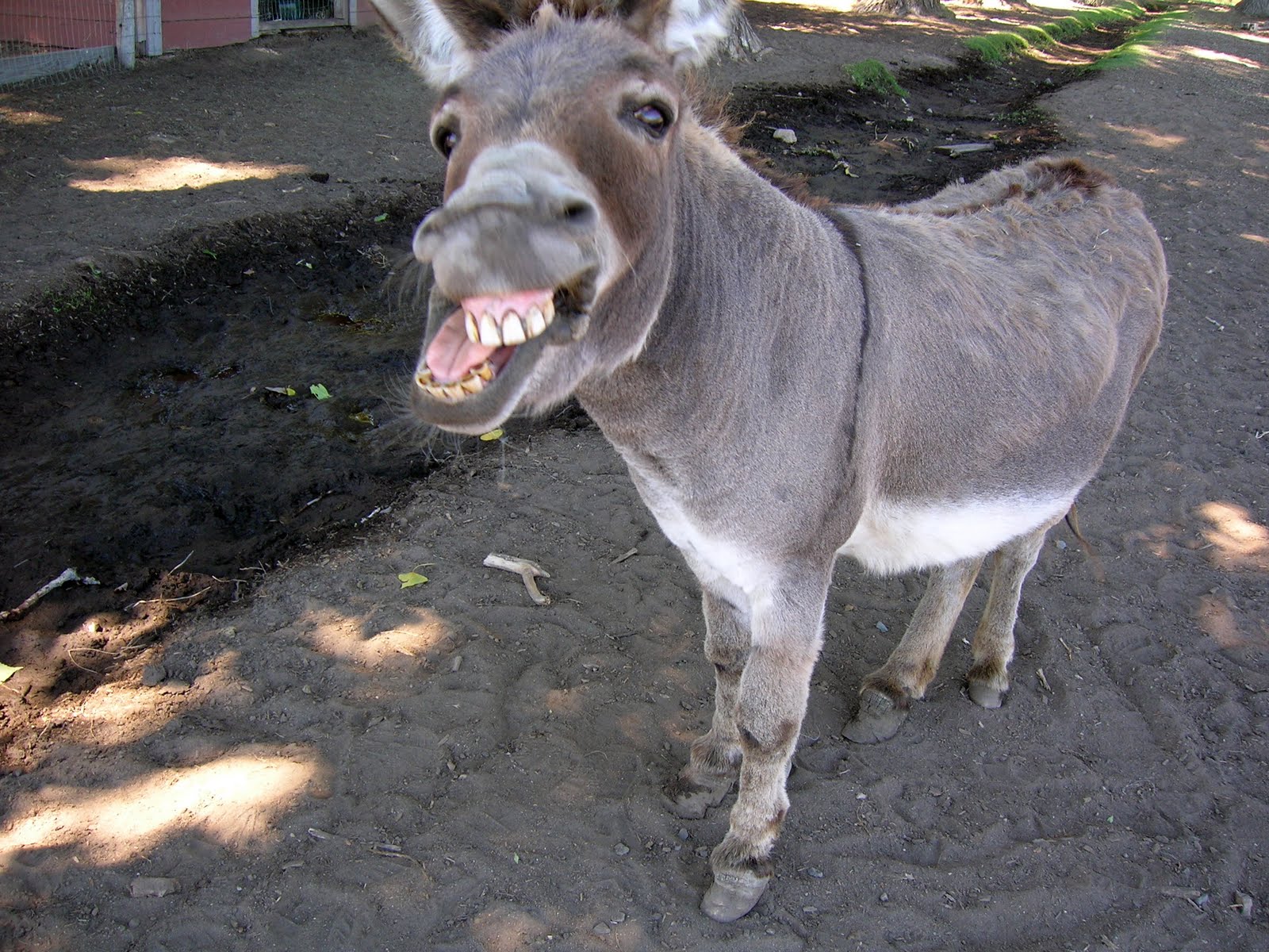 donkey-5